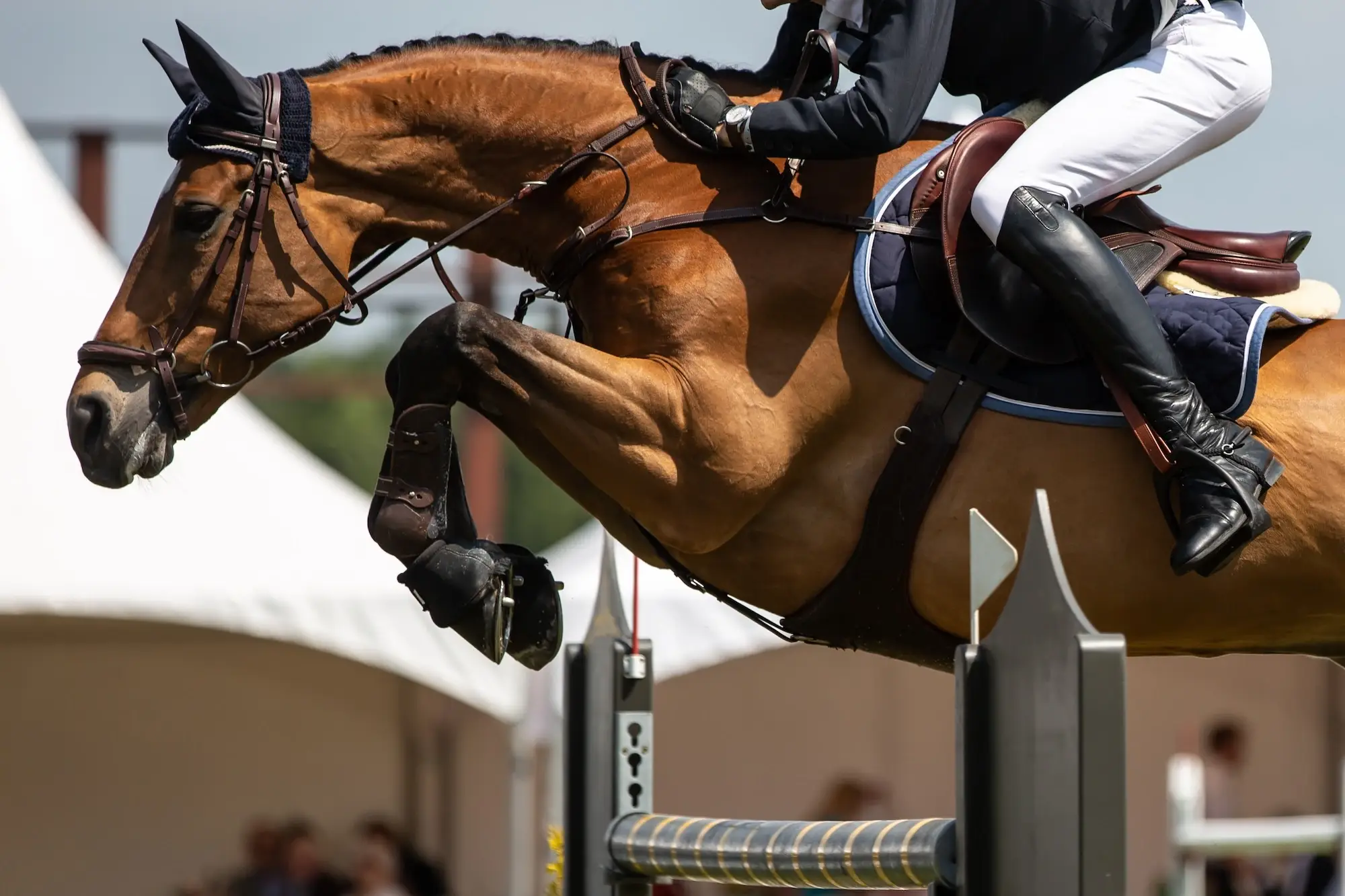 horse-jumping-equestrian-sports-show-jumping-eve-2023-11-27-05-10-45-utc